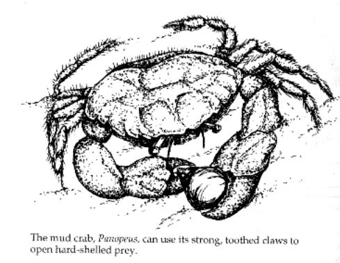 crab crushing